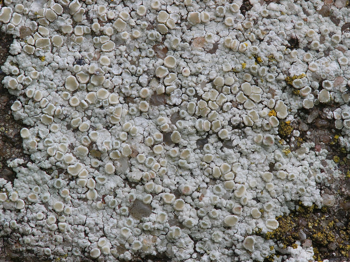 Lecanora albescens (door Arjan de Groot)