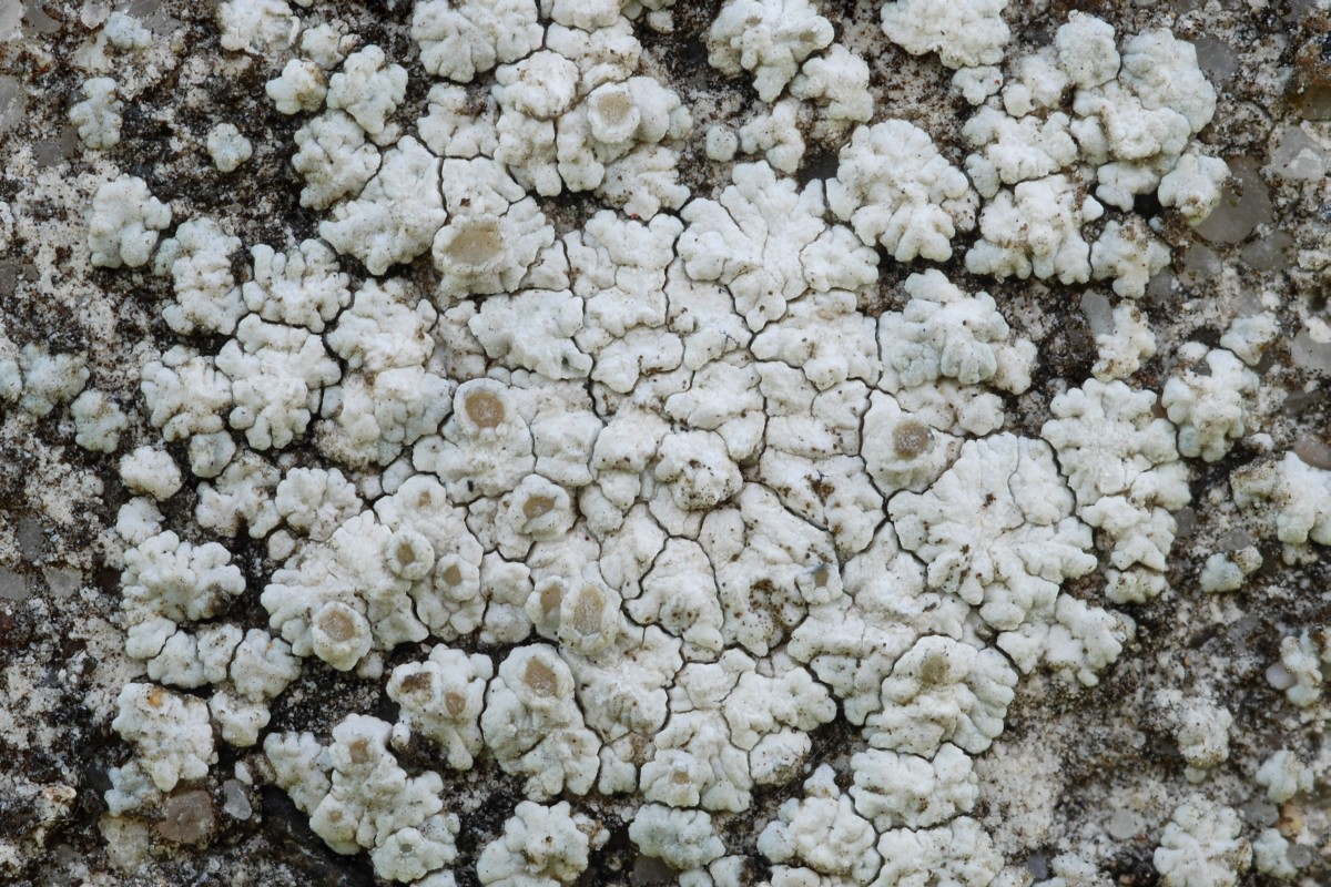 Myriolecis albescens (door Arjan de Groot)