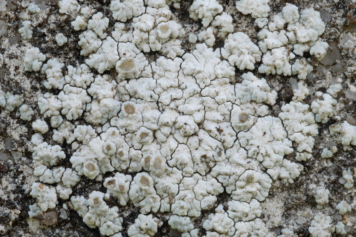 Lecanora albescens (door Arjan de Groot)