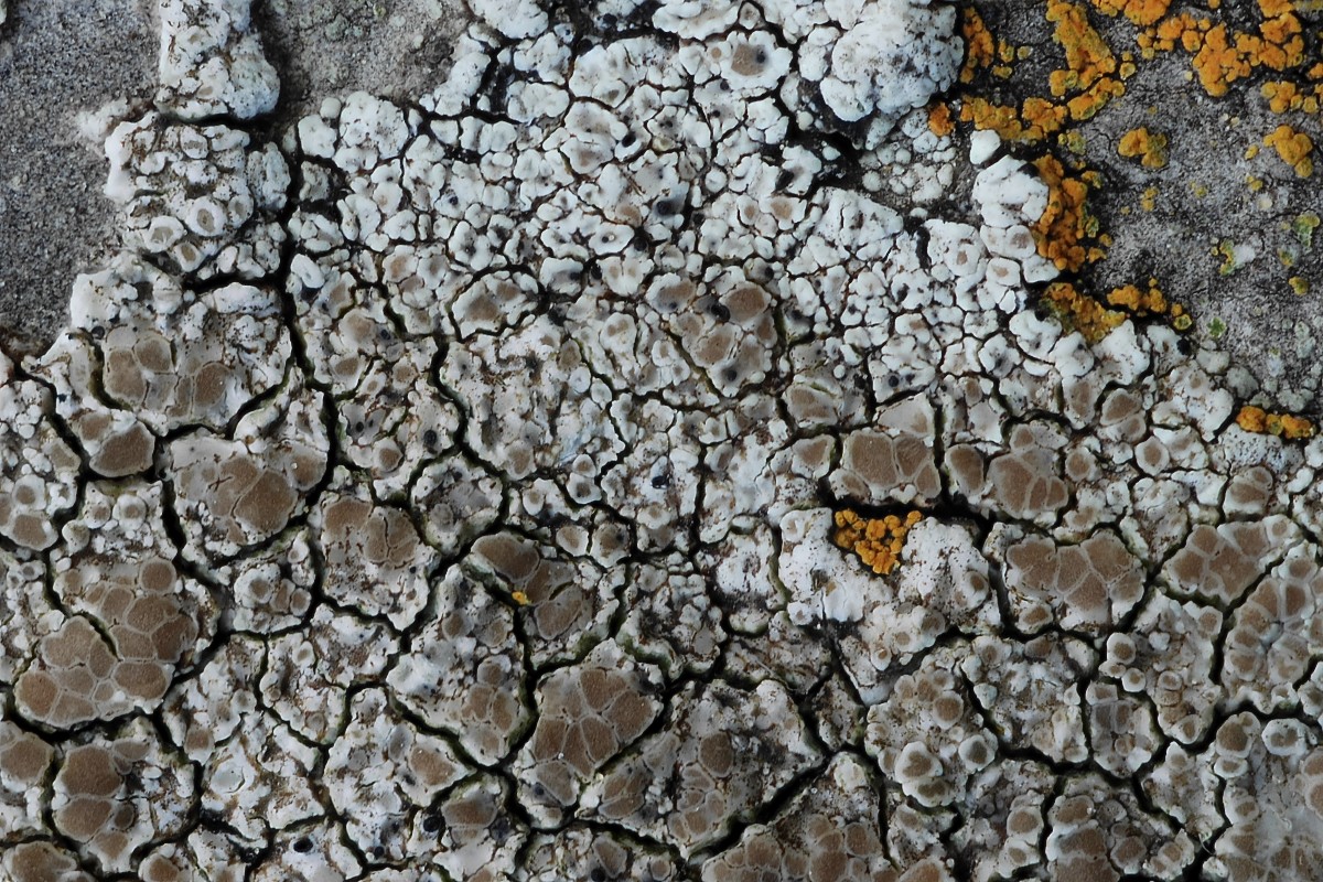 Lecanora albescens (door Arjan de Groot)