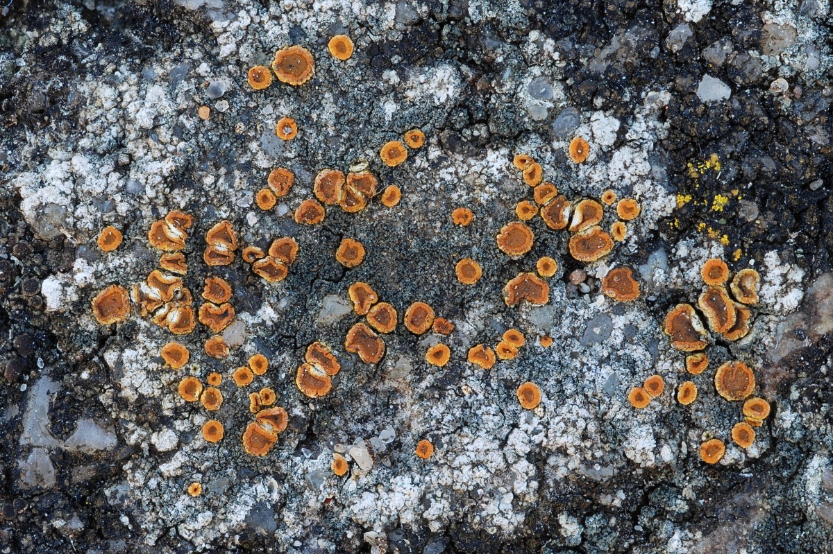 Pyrenodesmia albolutescens (door Arjan de Groot)