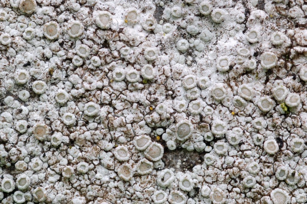 Lecanora albescens (door Arjan de Groot)