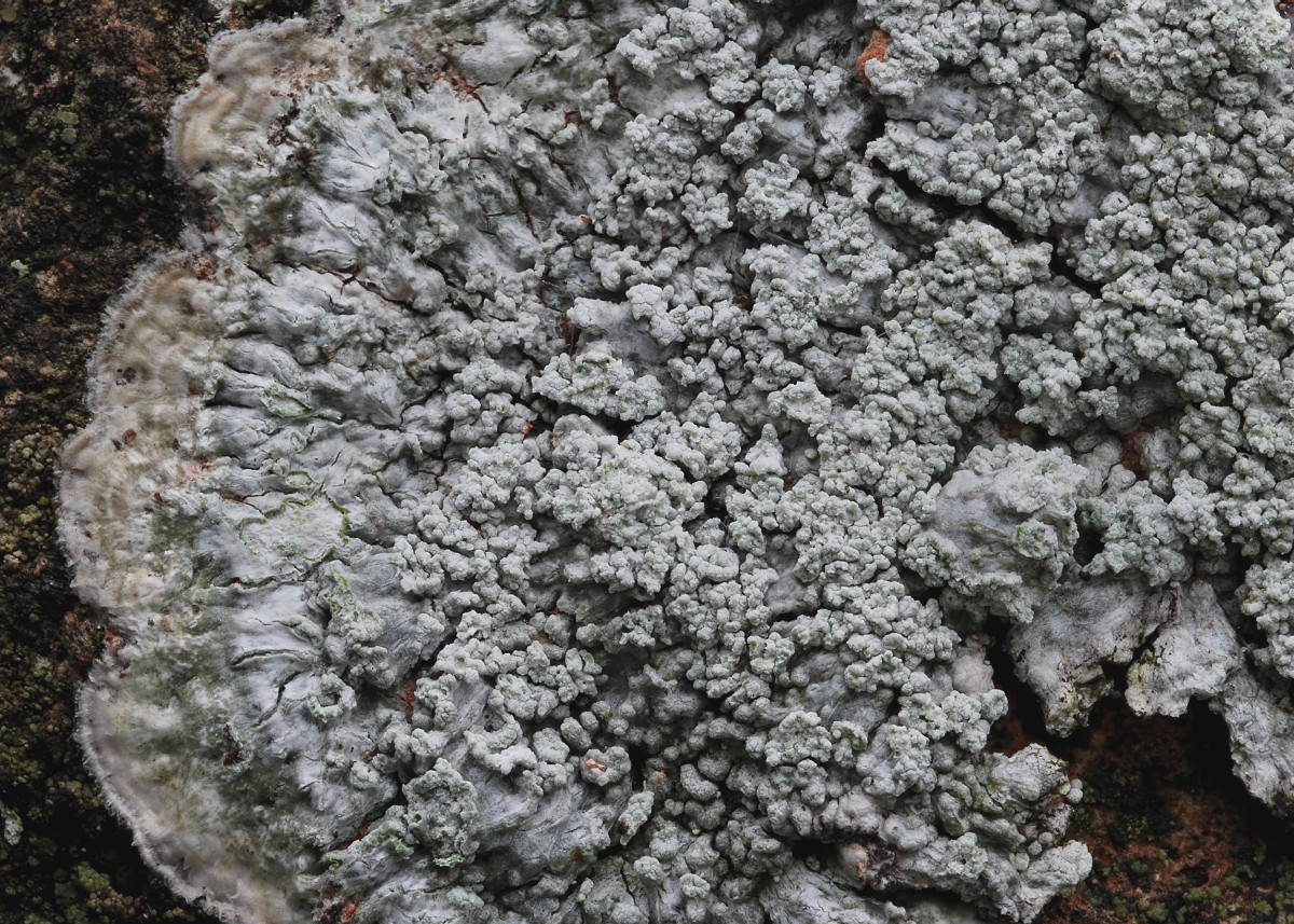 Pertusaria albescens (door Arjan de Groot)