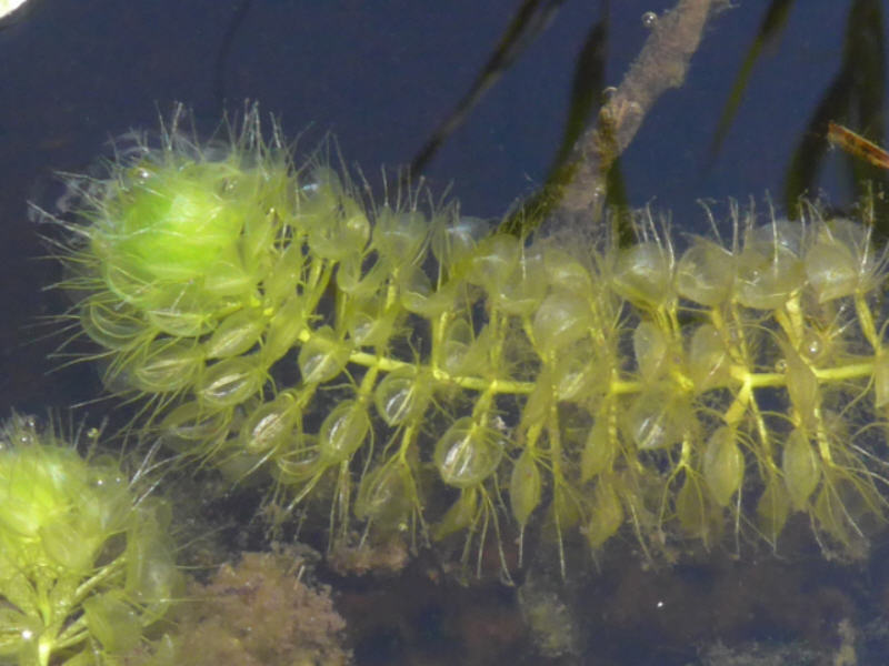 Aldrovanda vesiculosa (door Peter Wetzels)