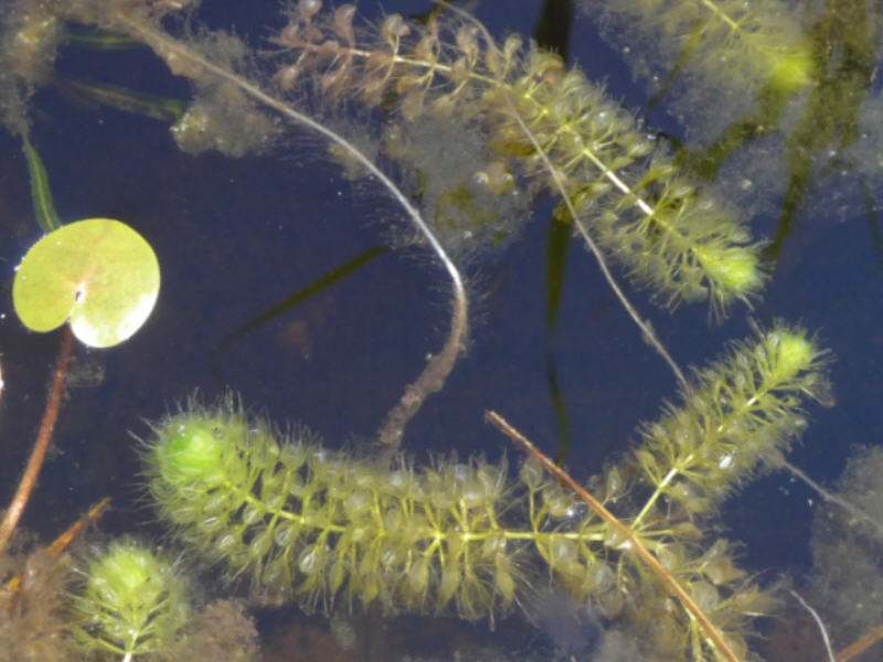 Aldrovanda vesiculosa (door Peter Wetzels)