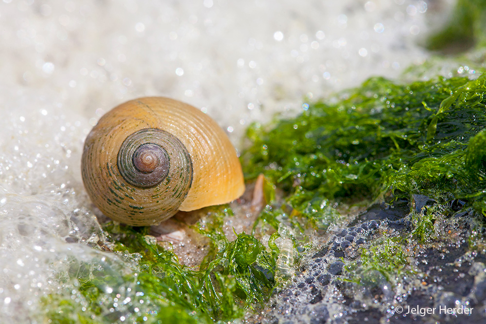 Littorina littorea (door Jelger Herder)