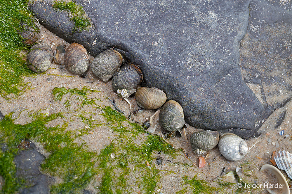 Littorina littorea (door Jelger Herder)