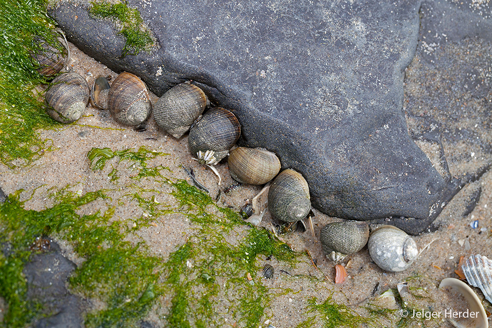 Littorina littorea (door Jelger Herder)