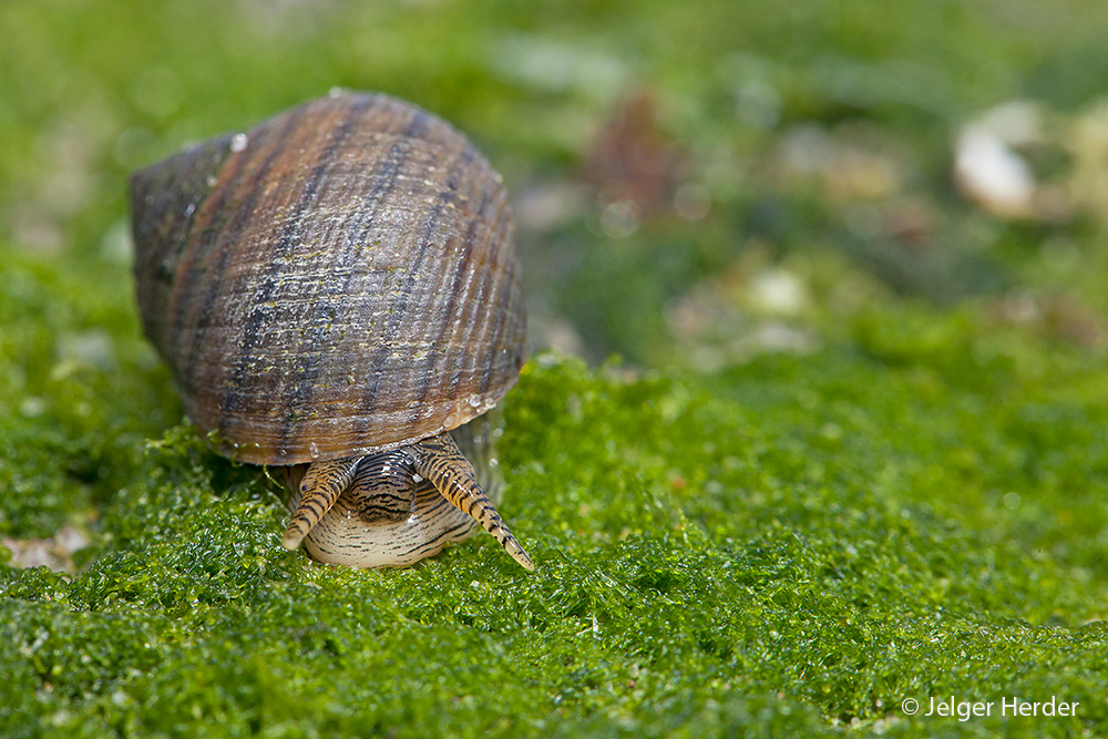 Littorina littorea (door Jelger Herder)