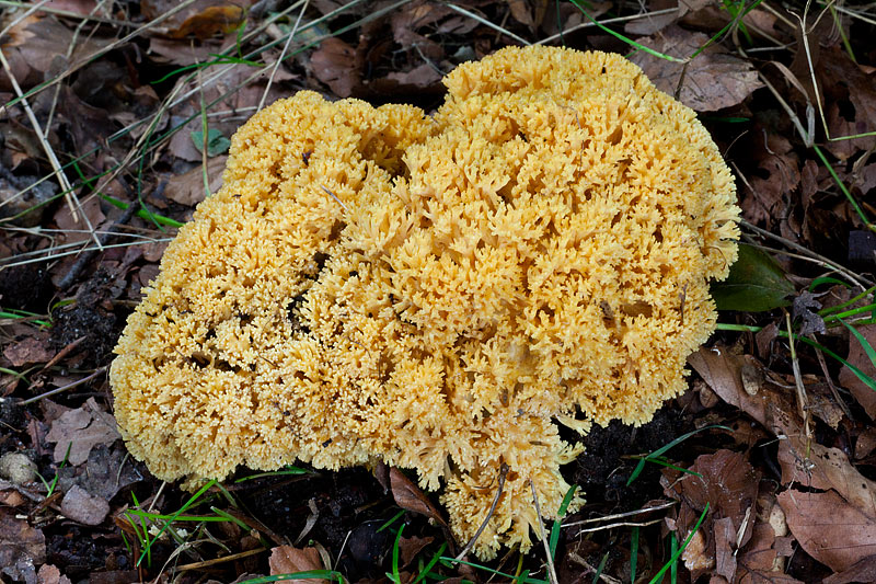 Ramaria flavoides (door John Breugelmans)