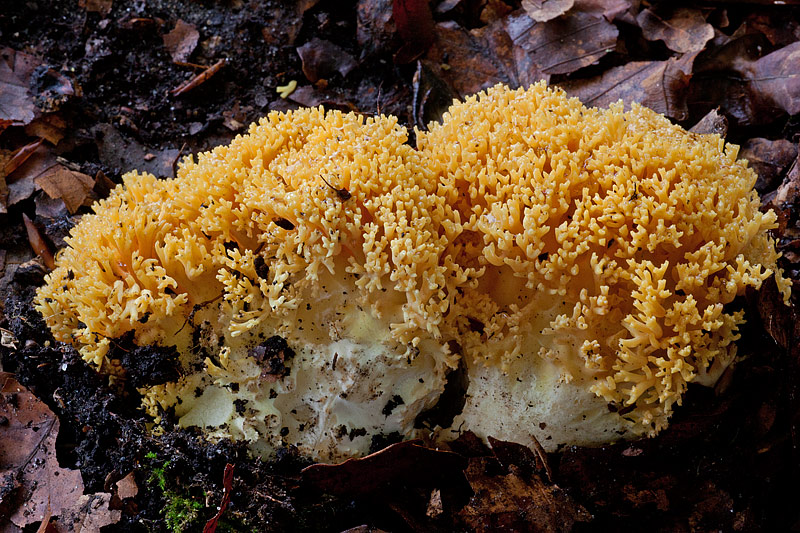 Ramaria flavoides (door John Breugelmans)