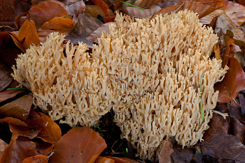 Ramaria flavoides (door John Breugelmans)