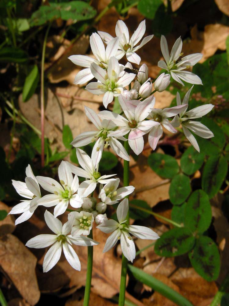 Allium trifoliatum (door Saxifraga-Ed Stikvoort)