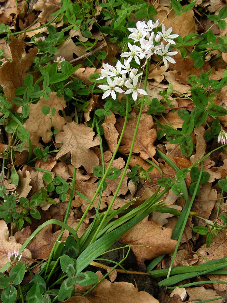 Allium trifoliatum (door Saxifraga-Ed Stikvoort)
