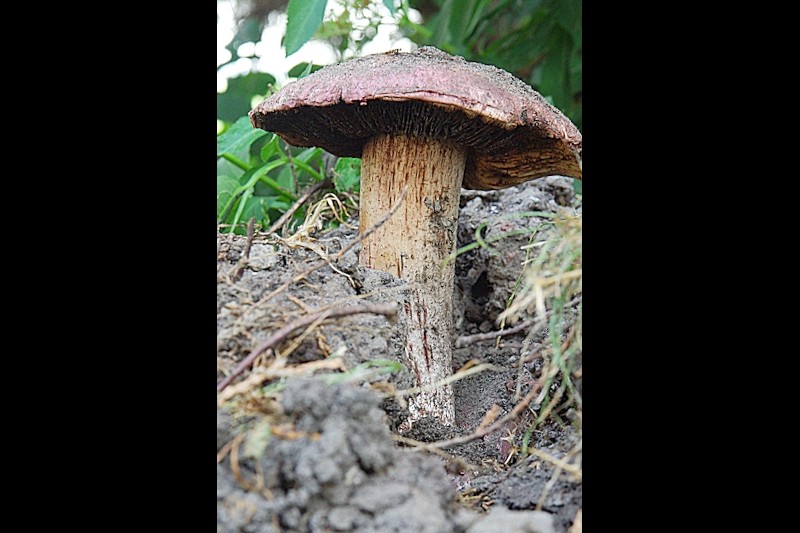Agaricus geesterani (door Hans Adema)