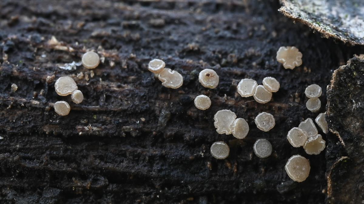 Allophylaria macrospora (door Laurens van der Linde)