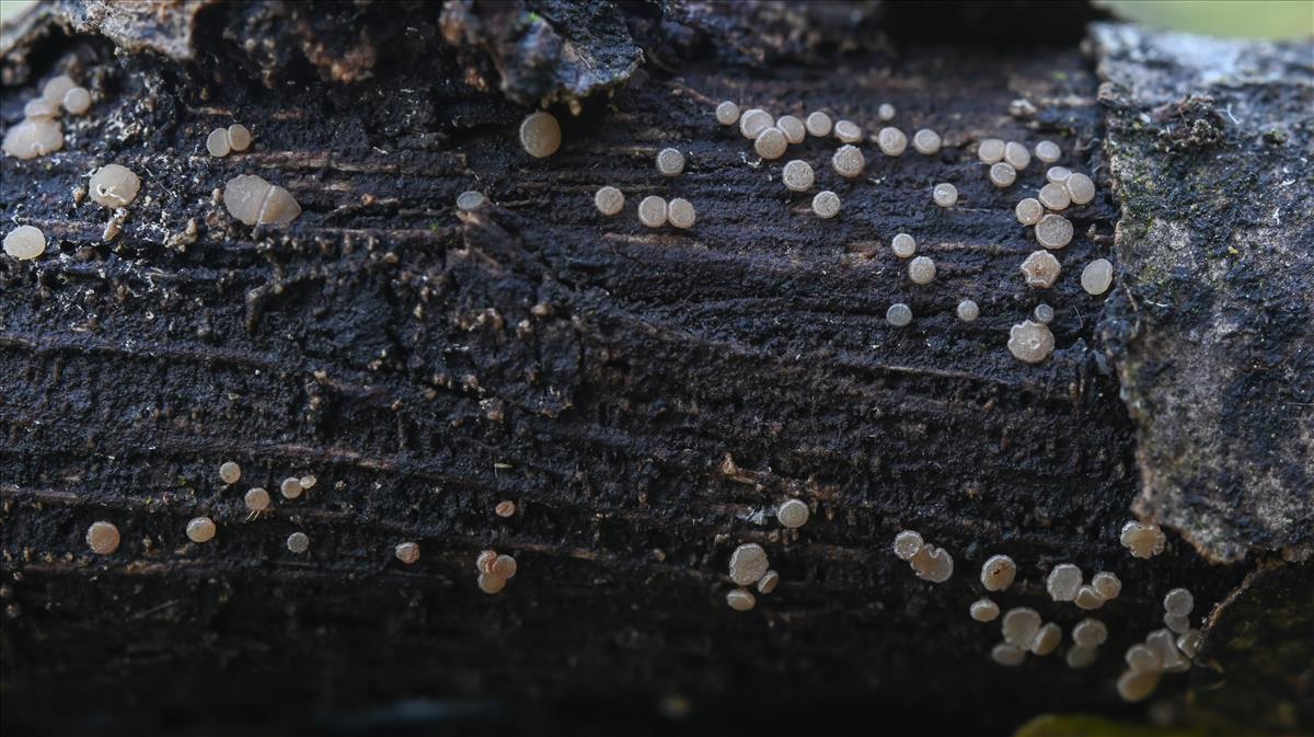 Allophylaria macrospora (door Laurens van der Linde)