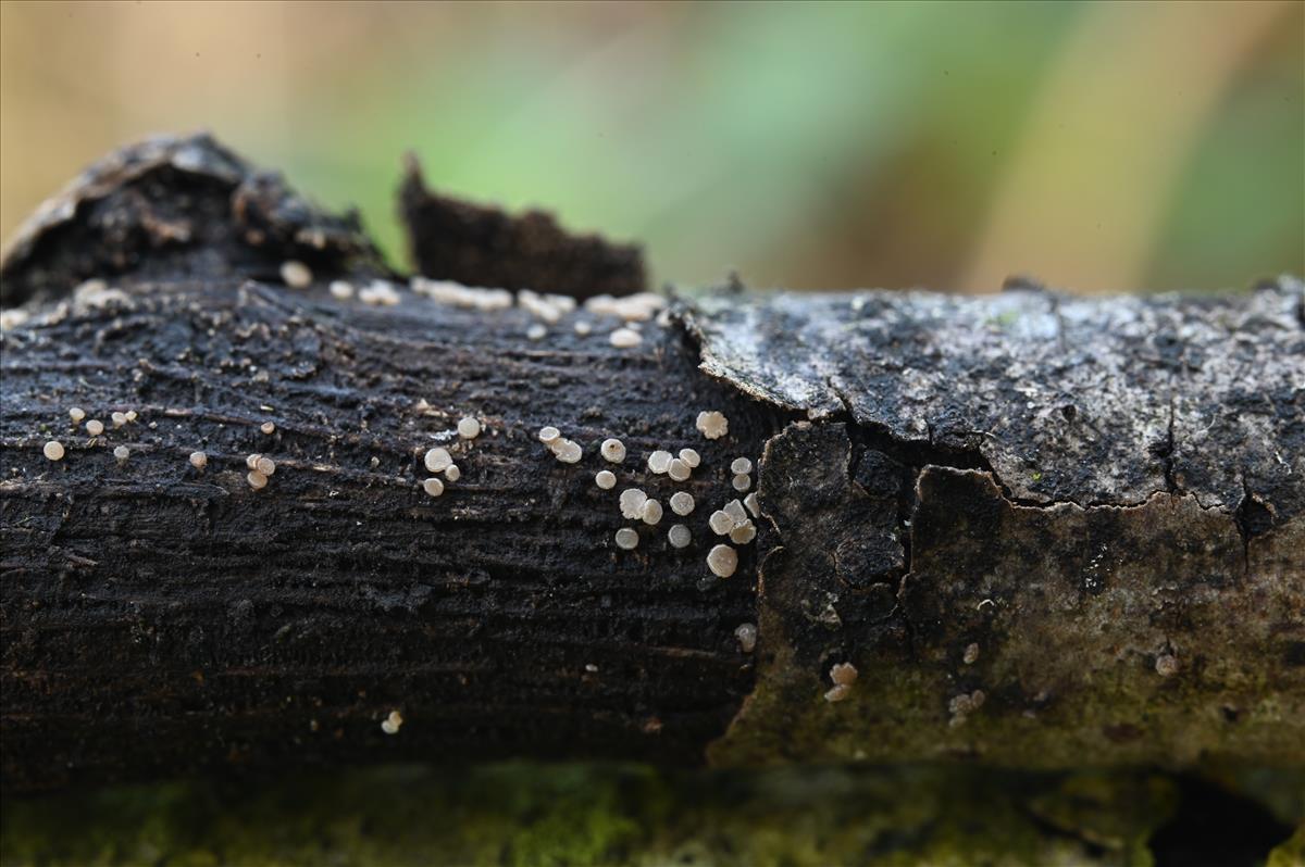 Allophylaria macrospora (door Laurens van der Linde)