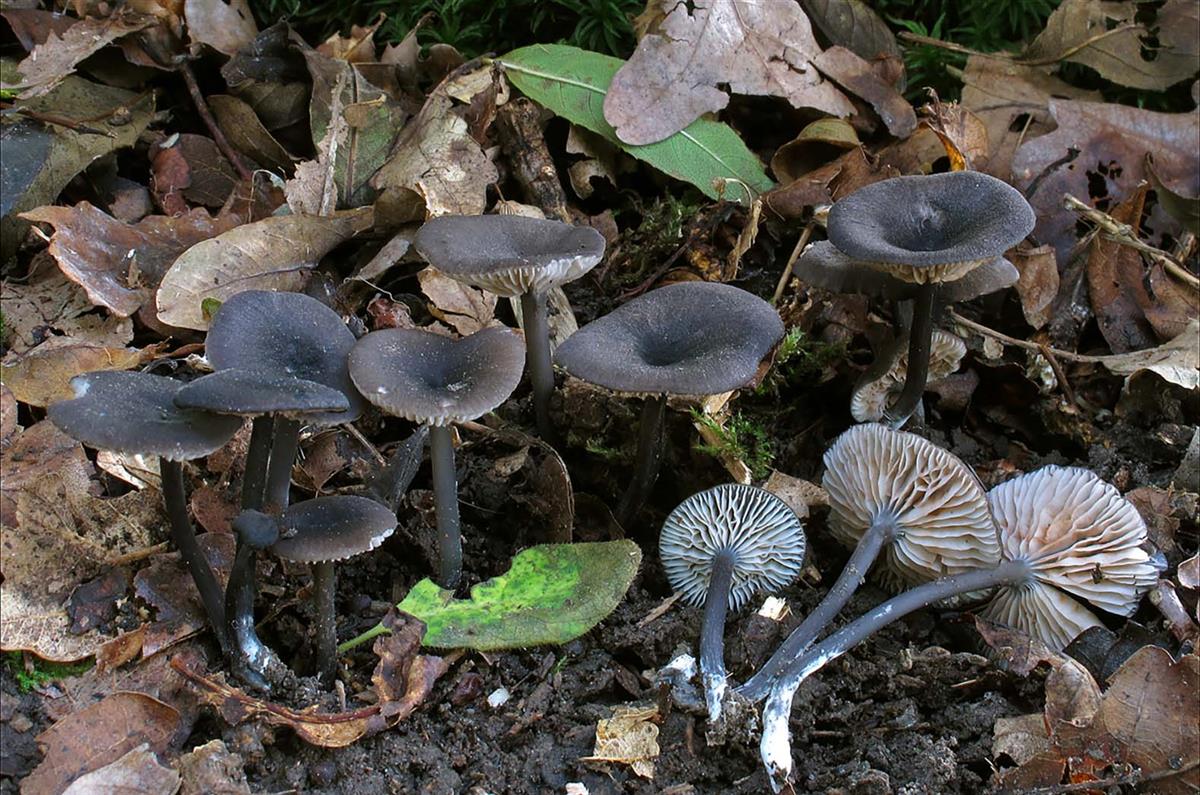 Entoloma caeruleum (door Henk Huijser)