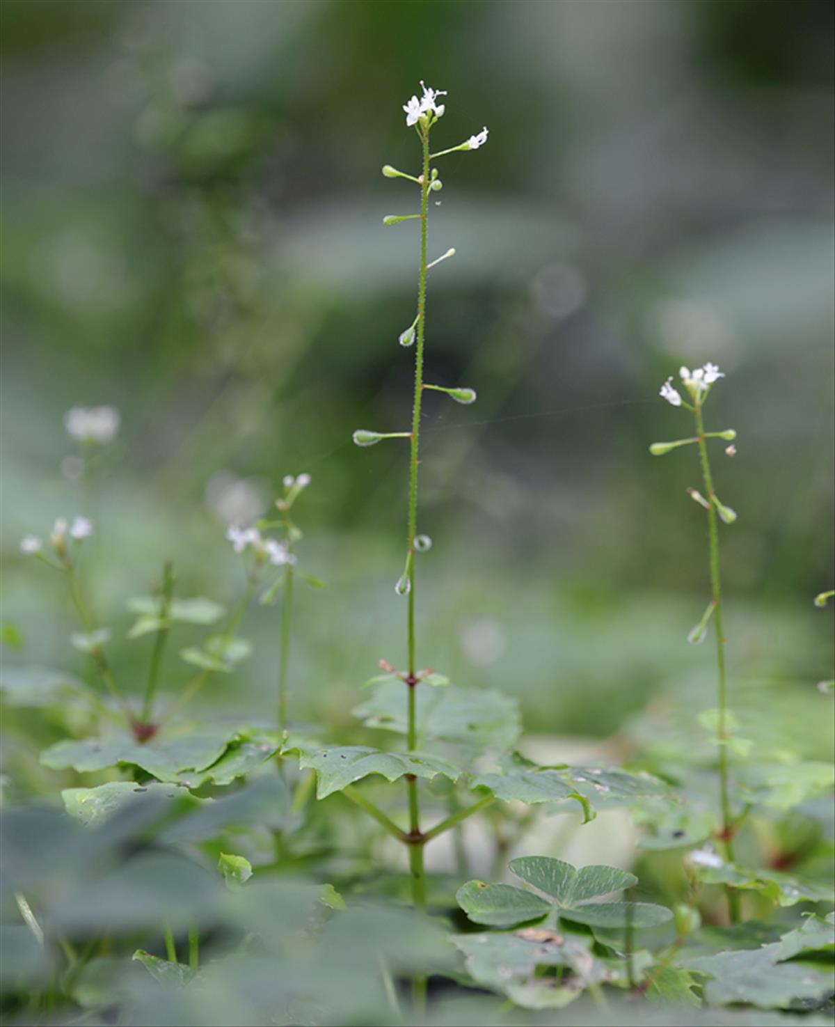 Circaea alpina (door Theo Muusse)