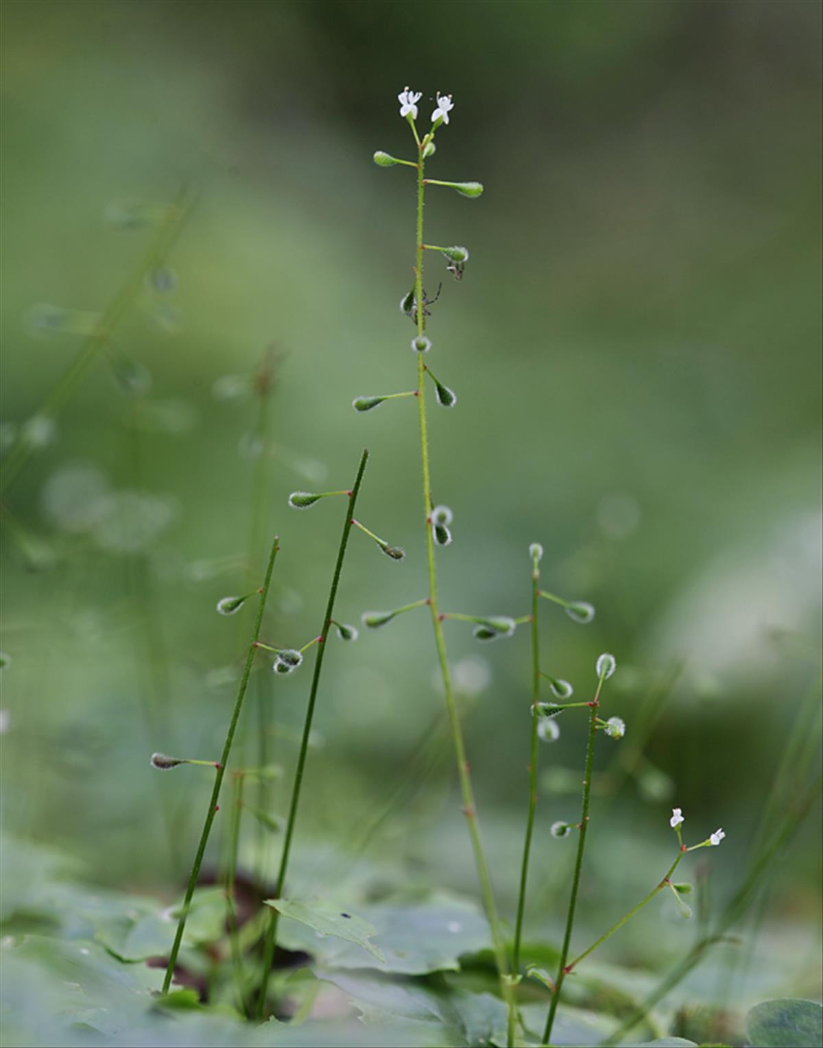 Circaea alpina (door Theo Muusse)
