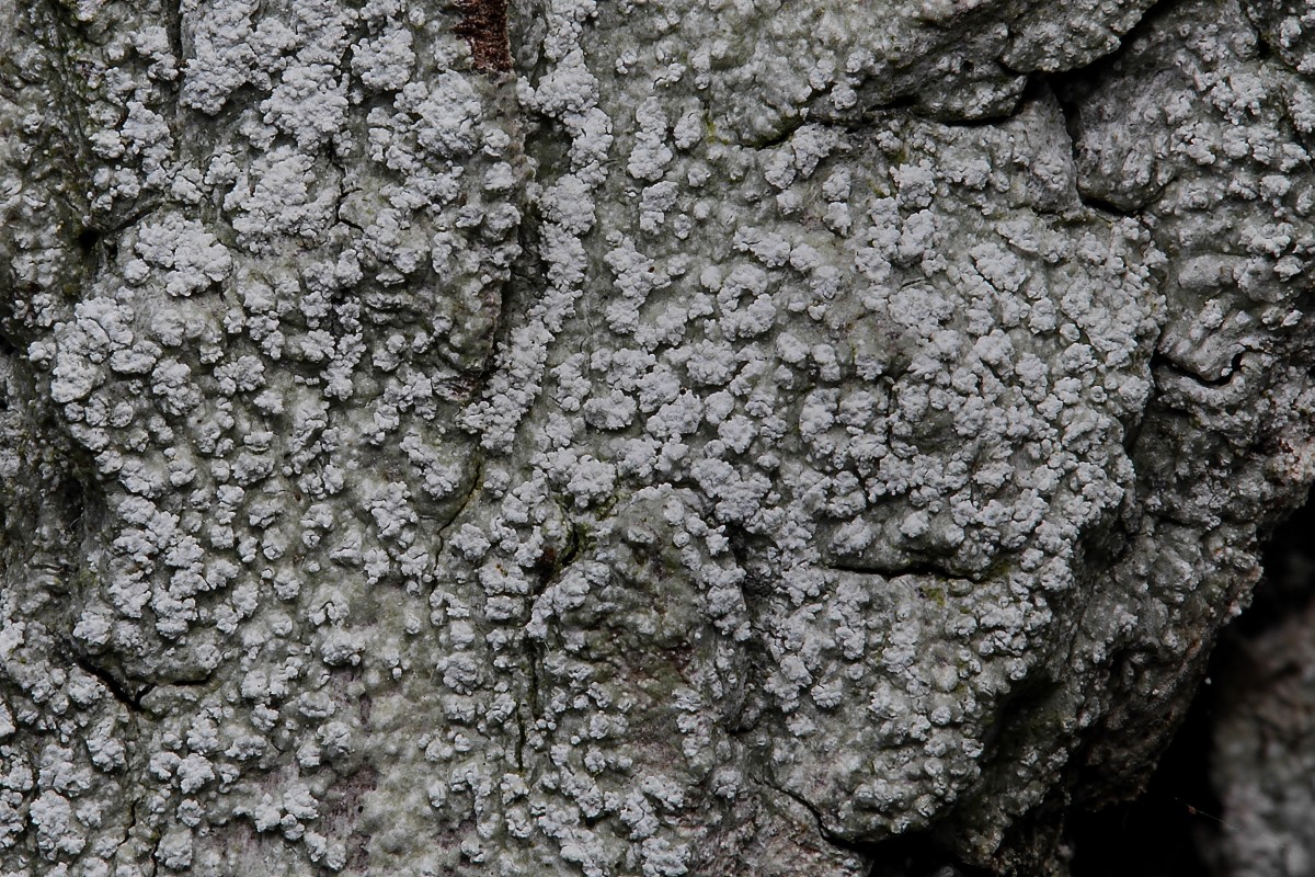 Pertusaria amara (door Arjan de Groot)