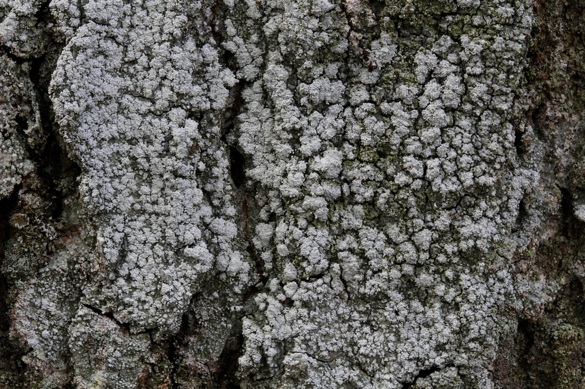 Pertusaria amara (door Arjan de Groot)