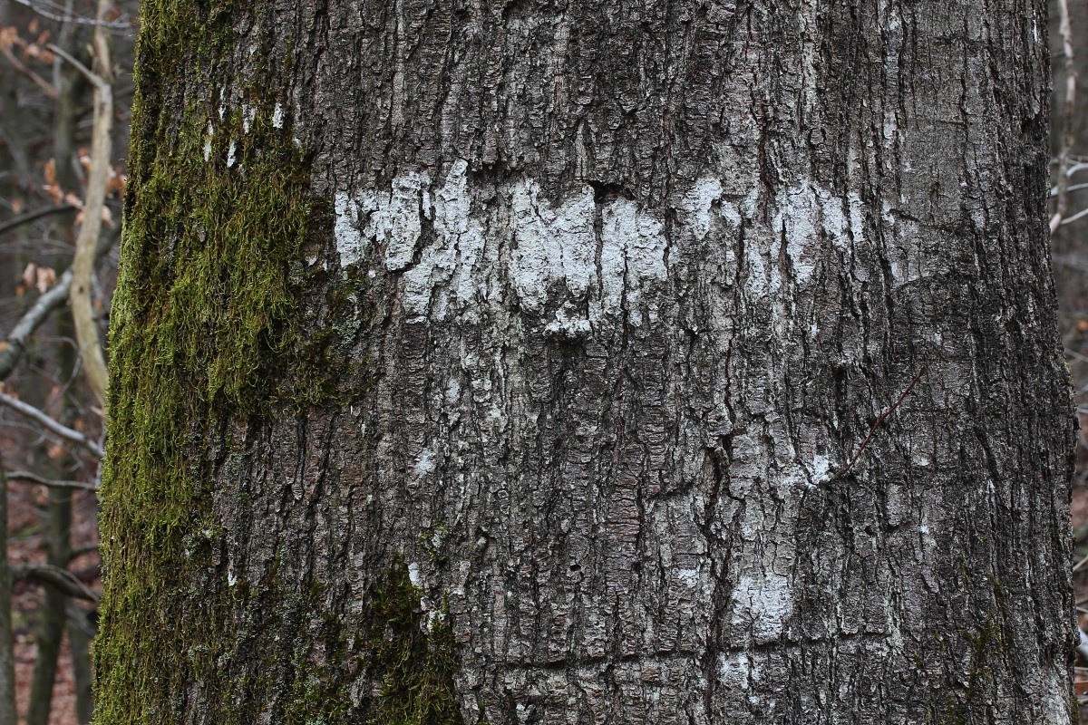 Pertusaria amara (door Arjan de Groot)