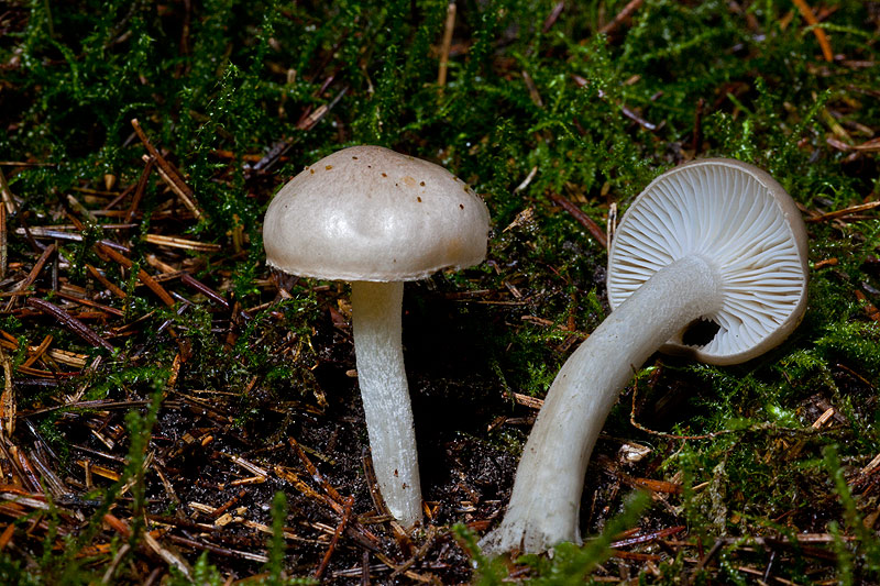 Hygrophorus agathosmus (door John Breugelmans)