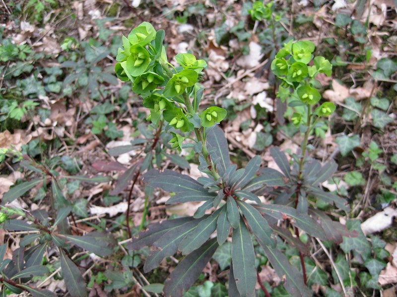 Euphorbia amygdaloides (door Grada Menting)