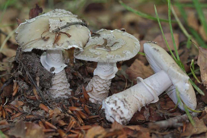 Amanita excelsa (door Menno Boomsluiter)