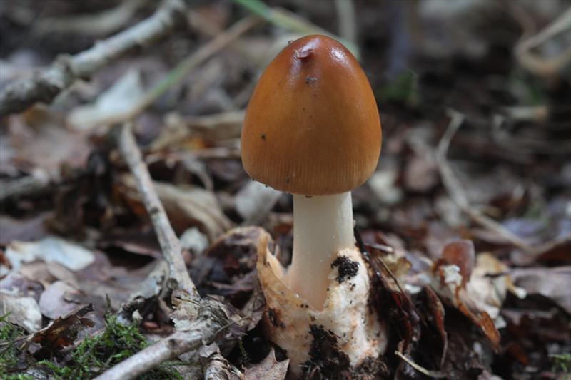 Amanita fulva (door Menno Boomsluiter)