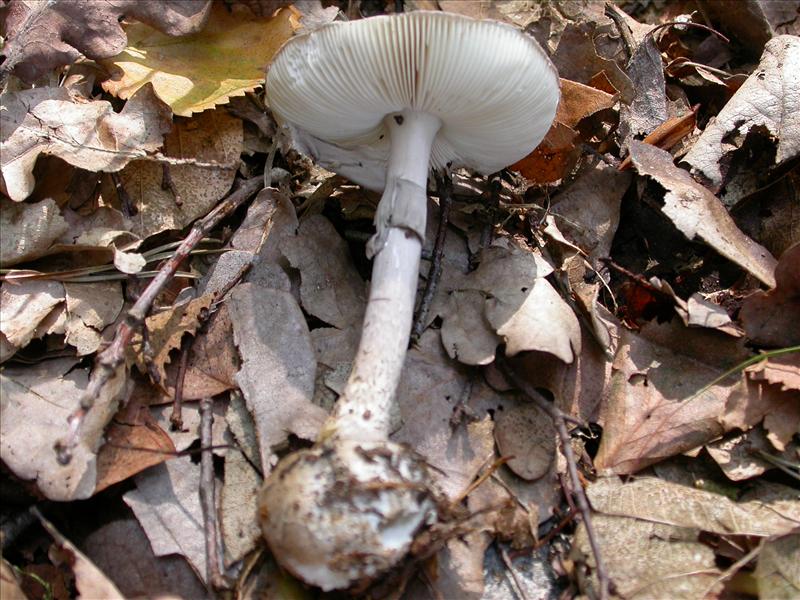 Amanita porphyria (door Laurens van Run)