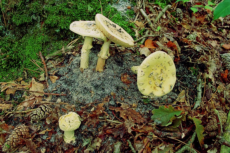 Amanita citrina var. citrina (door Aldert Gutter)