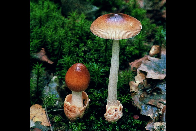 Amanita fulva (door Henk Huijser)