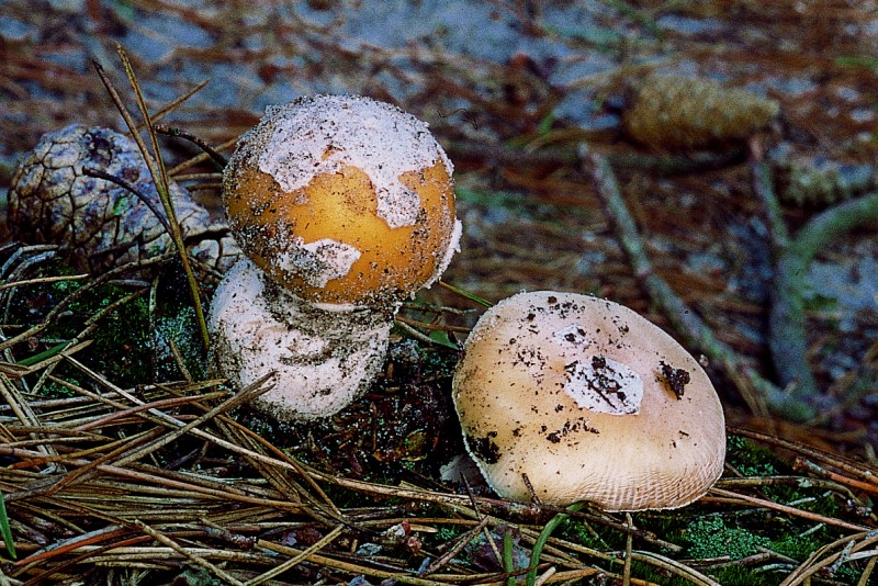 Amanita gemmata (door Friedjof van den Bergh)