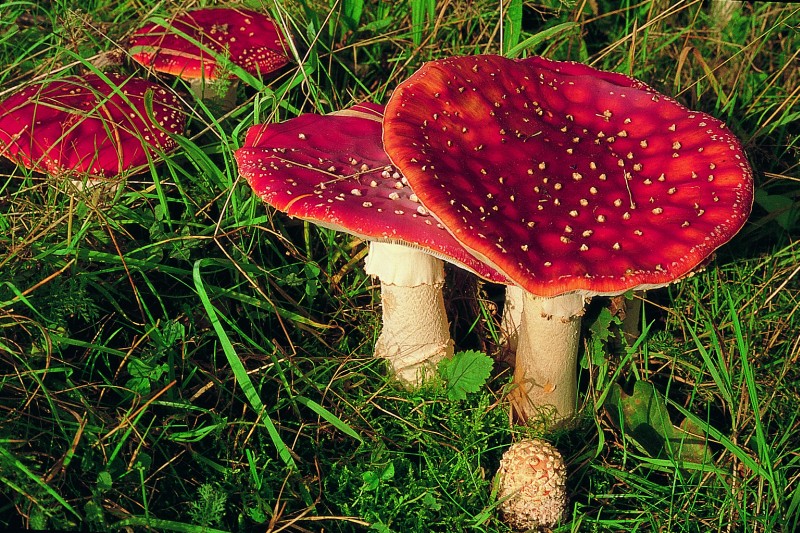 Amanita muscaria (door Eef Arnolds)