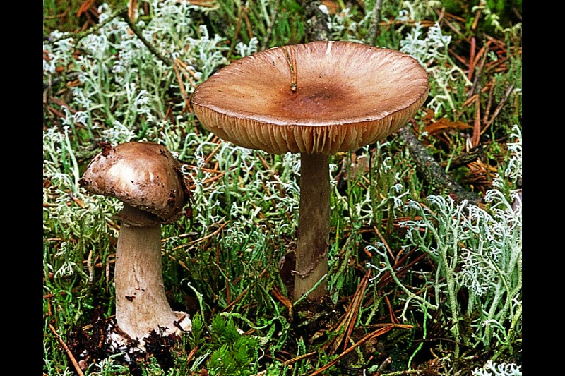 Amanita porphyria (door Friedjof van den Bergh)