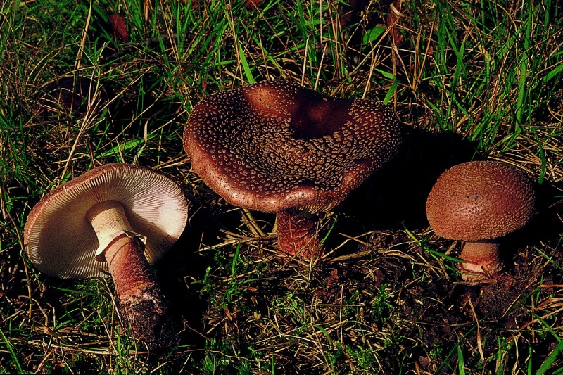 Amanita rubescens f. rubescens (door Eef Arnolds)