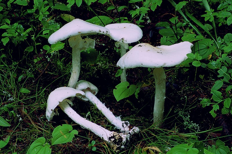 Amanita virosa (door Henk Huijser)