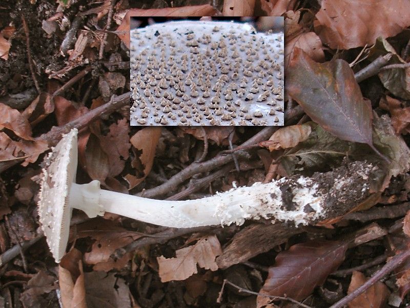 Amanita solitaria (door Maurice van der Molen)