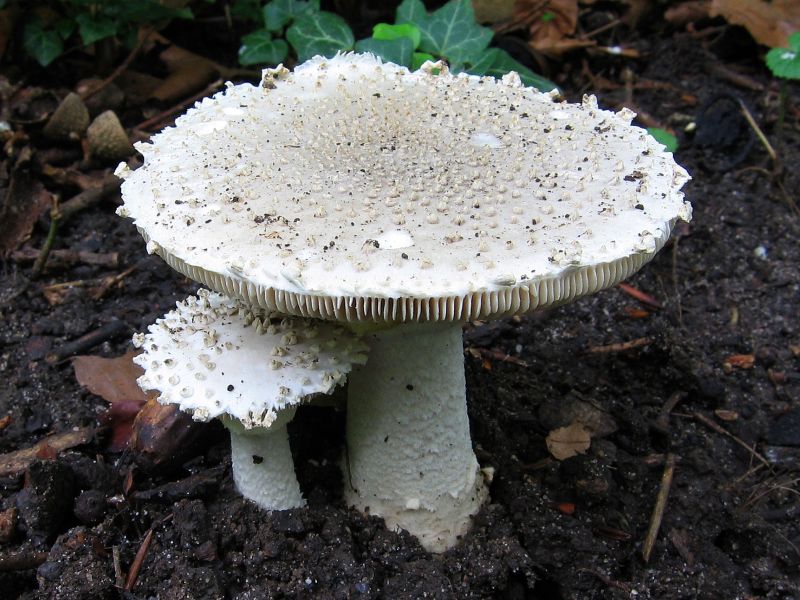 Amanita solitaria (door Gio van Bernebeek)