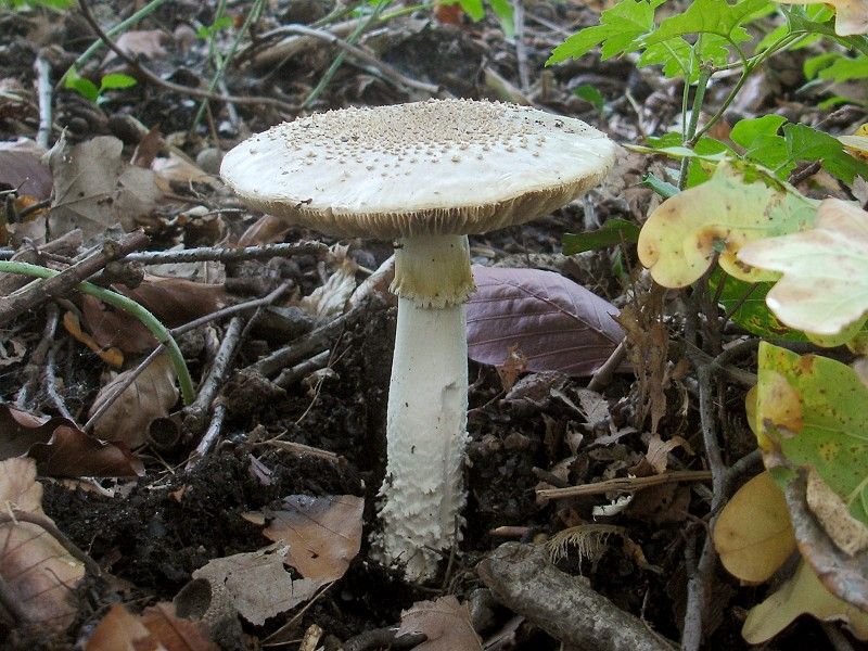 Amanita solitaria (door Maurice van der Molen)