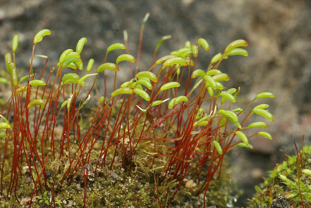 Amblystegium serpens (door Jan Kersten)