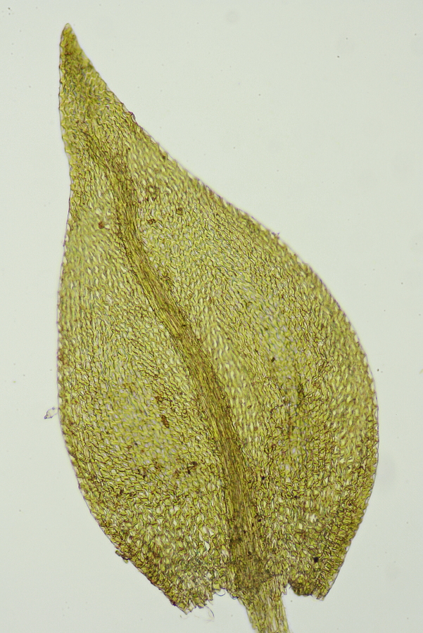Amblystegium fluviatile (door Jan Kersten)