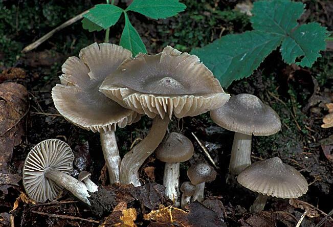 Entoloma ameides (door Henk Huijser)