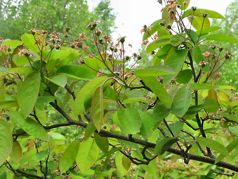 Amelanchier lamarckii (door Grada Menting)