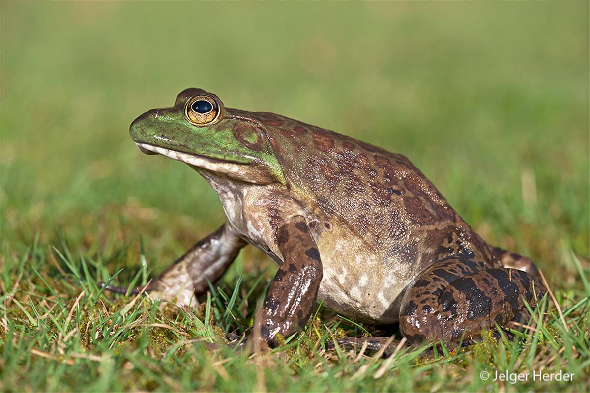 Lithobates catesbeianus (door Jelger Herder)