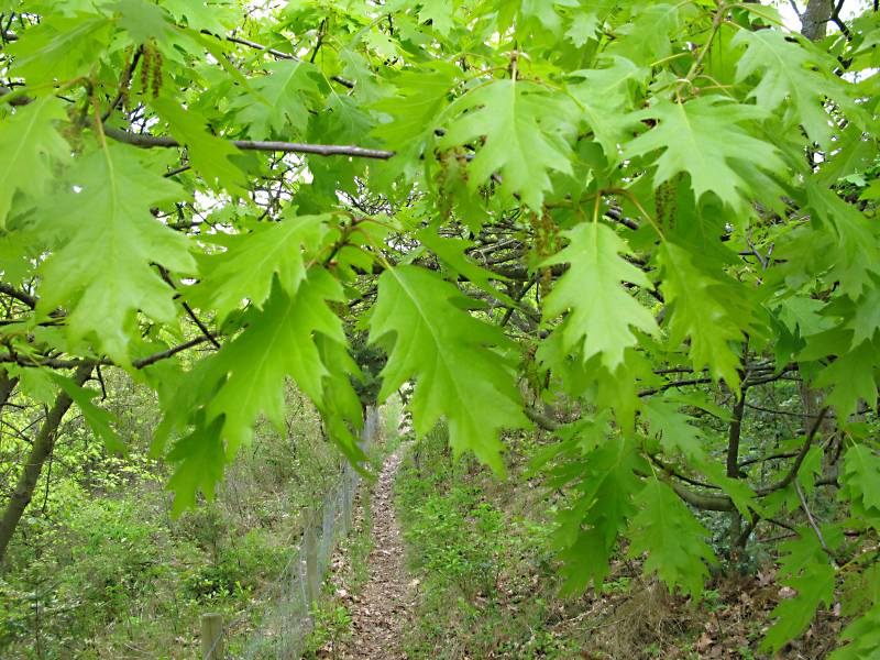 Quercus rubra (door Grada Menting)