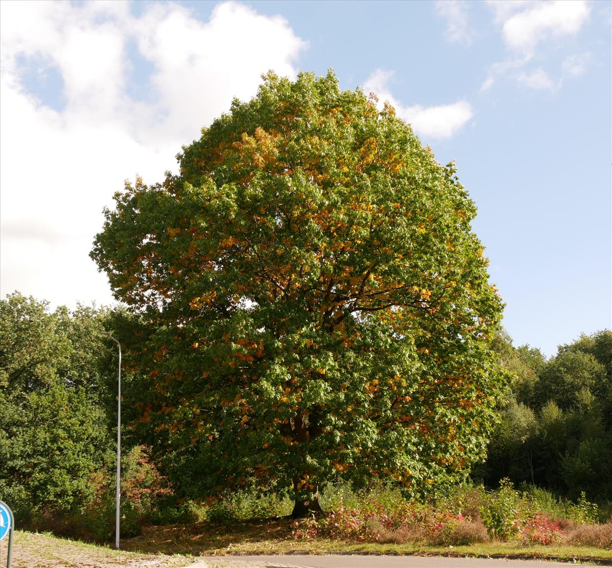 Quercus rubra (door Wim van der Neut)
